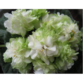 Фиалка Spring Rouse ( укорененный лист с детками )